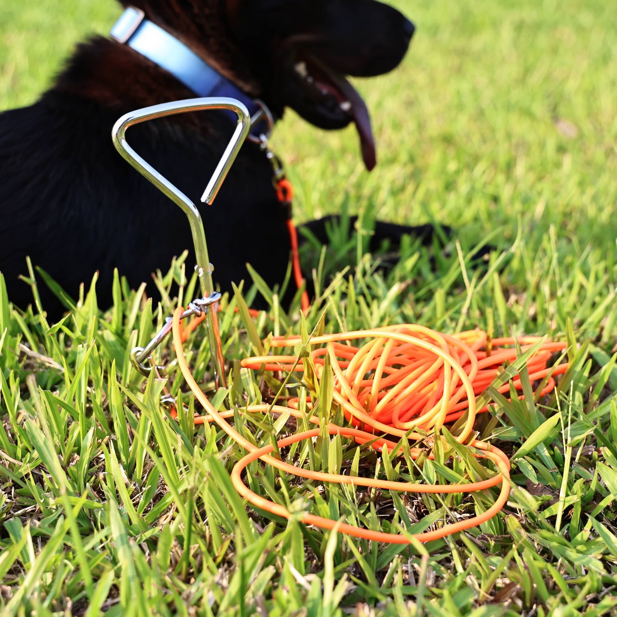 ground stake fixed dog leash allows your beloved dog to play more freely