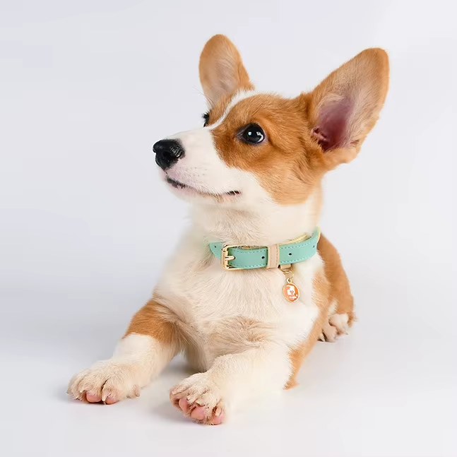 s m l dog collar, leather dog collar, for small, medium, and large